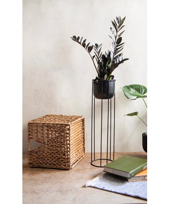Siyah Zamia Ayaklı Saksıda 100 cm - Az Işık İsteyen Bitki